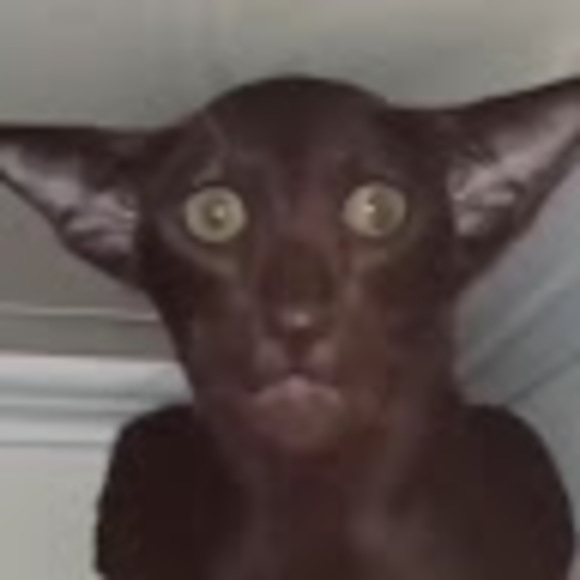 Meet your Posher, Troll - Picture 1 of 1